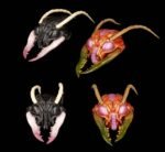 Cosmic Character Pack Action Figurka Accessory Sphexxian Helmets Set