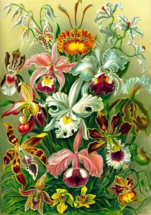 Układanka Ernst Haeckel Orchid (1000 pieces)