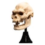 Figurka Lord of the Rings Mini Figurka Statuetka Skull of Lurtz 14 cm