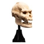 Figurka Lord of the Rings Mini Figurka Statuetka Skull of Lurtz 14 cm